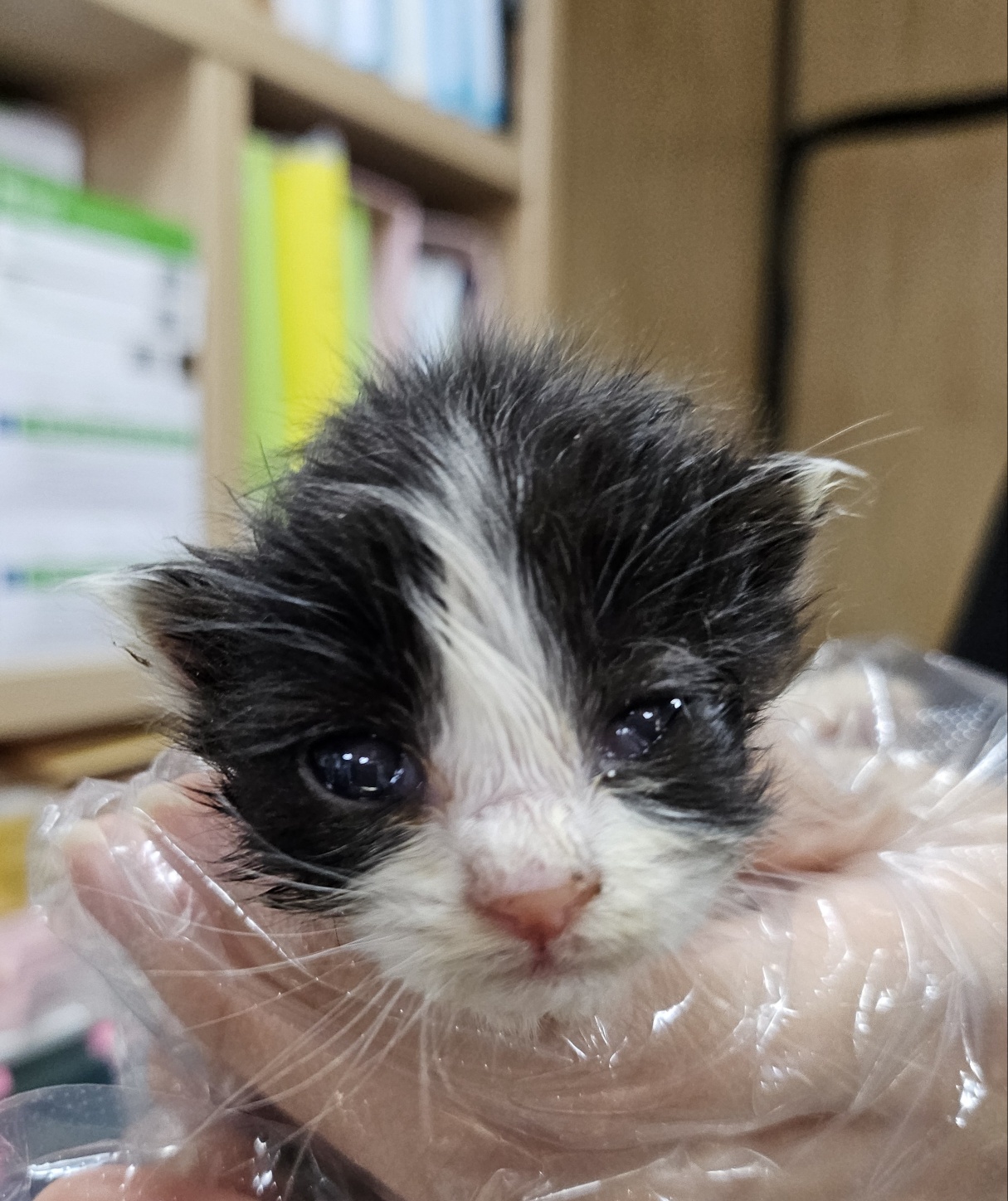울산유기동물보호센터_431372202500189