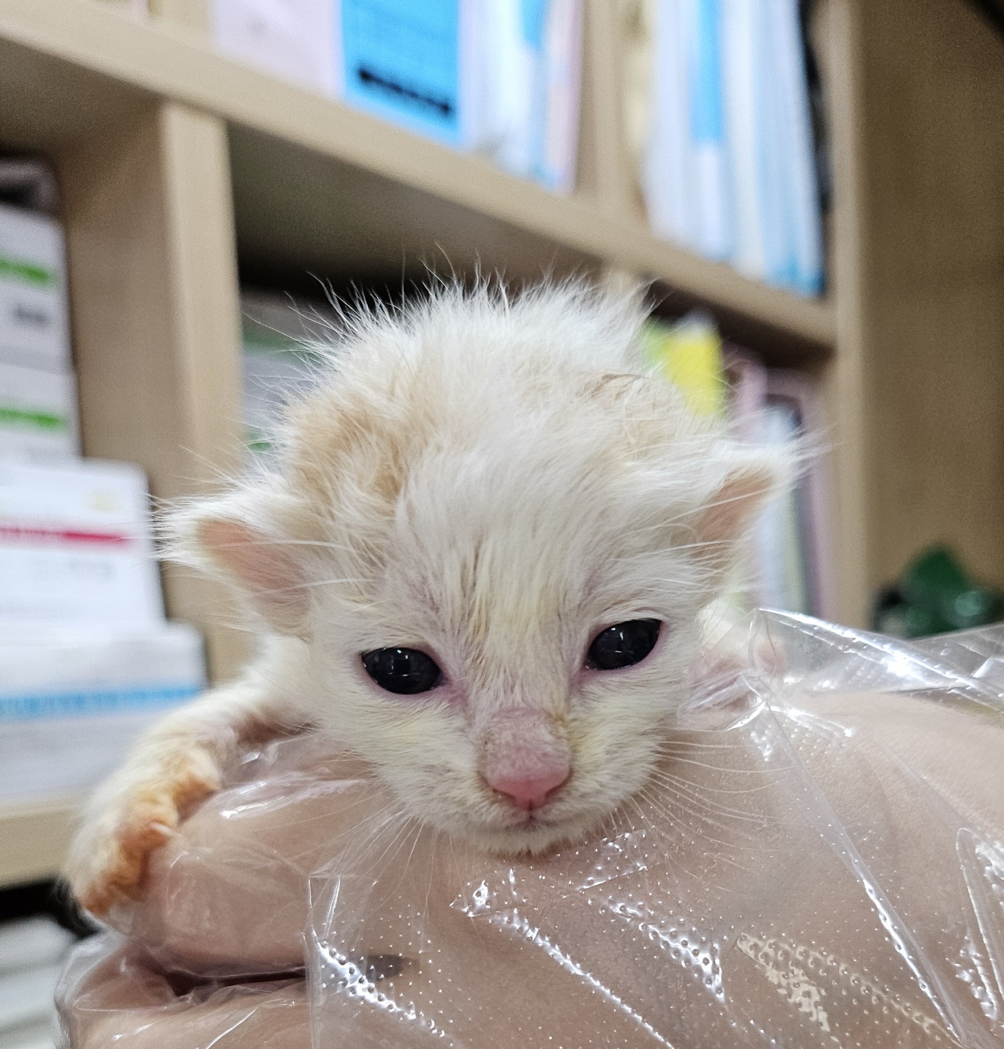 울산유기동물보호센터_431372202500191