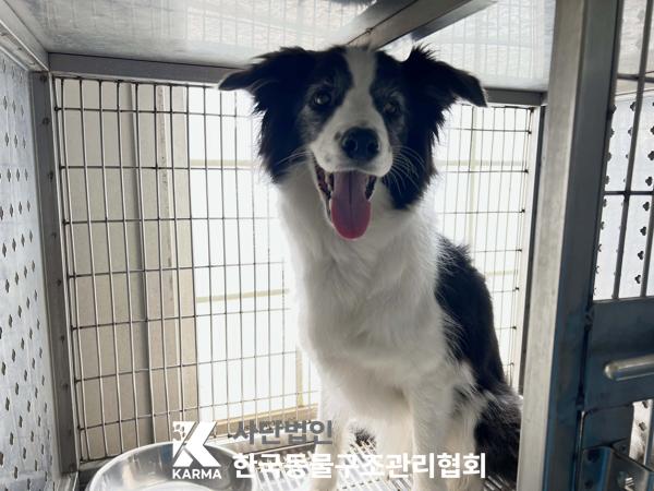 한국동물구조관리협회_411310202500307