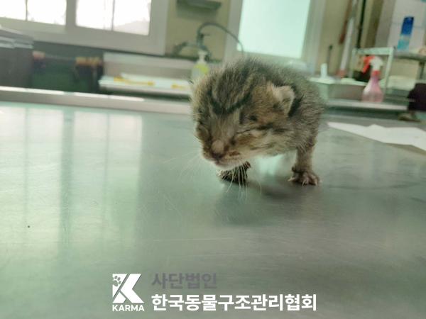 한국동물구조관리협회_441398202500219