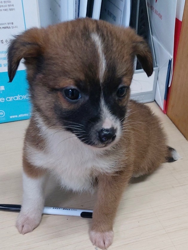 보령시유기동물보호소_444451202500405