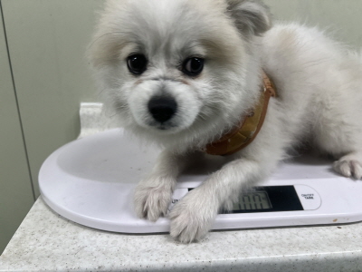 사단법인 동부_426340202500295