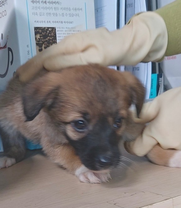보령시유기동물보호소_444451202500407