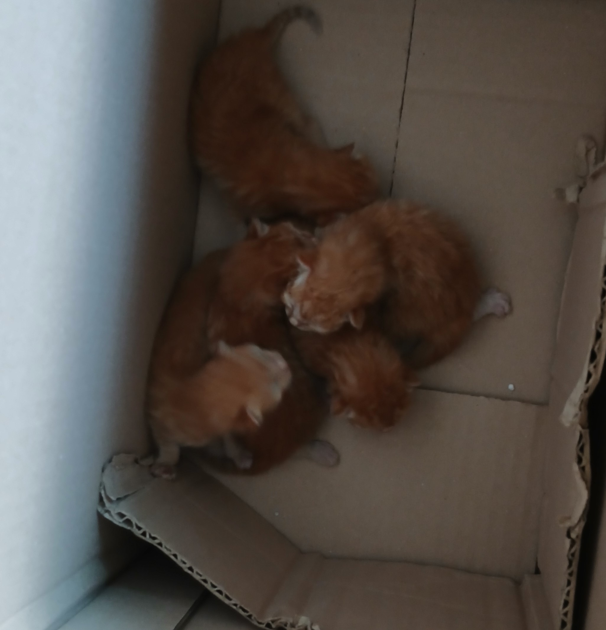 대구유기동물보호협회_427347202500283