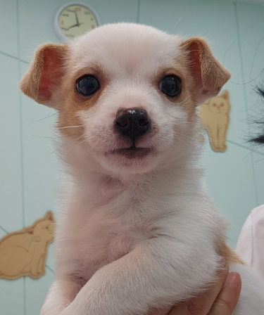 강릉시 동물사랑센터_442420202500085