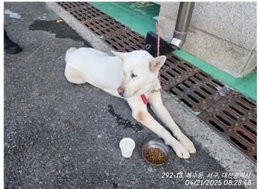 대전동물보호센터_430366202500209