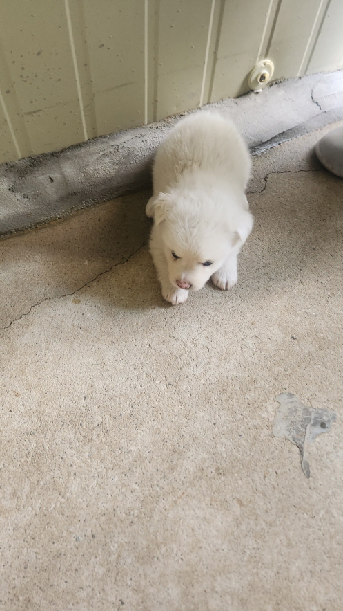 익산유기동물보호소_445468202501039