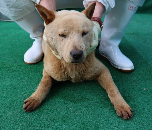 제주 동물보호센터_450650202500894
