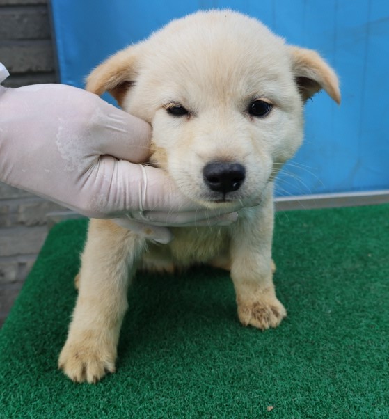 제주 동물보호센터_450650202500892