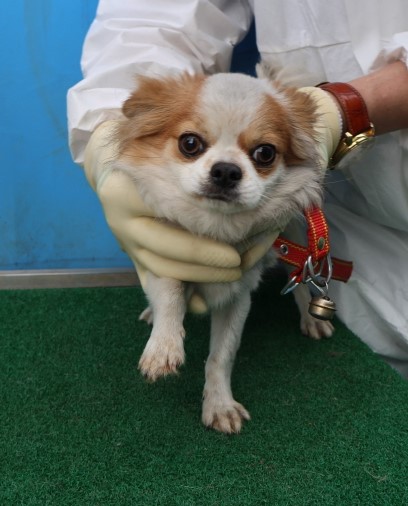 제주 동물보호센터_450650202500891