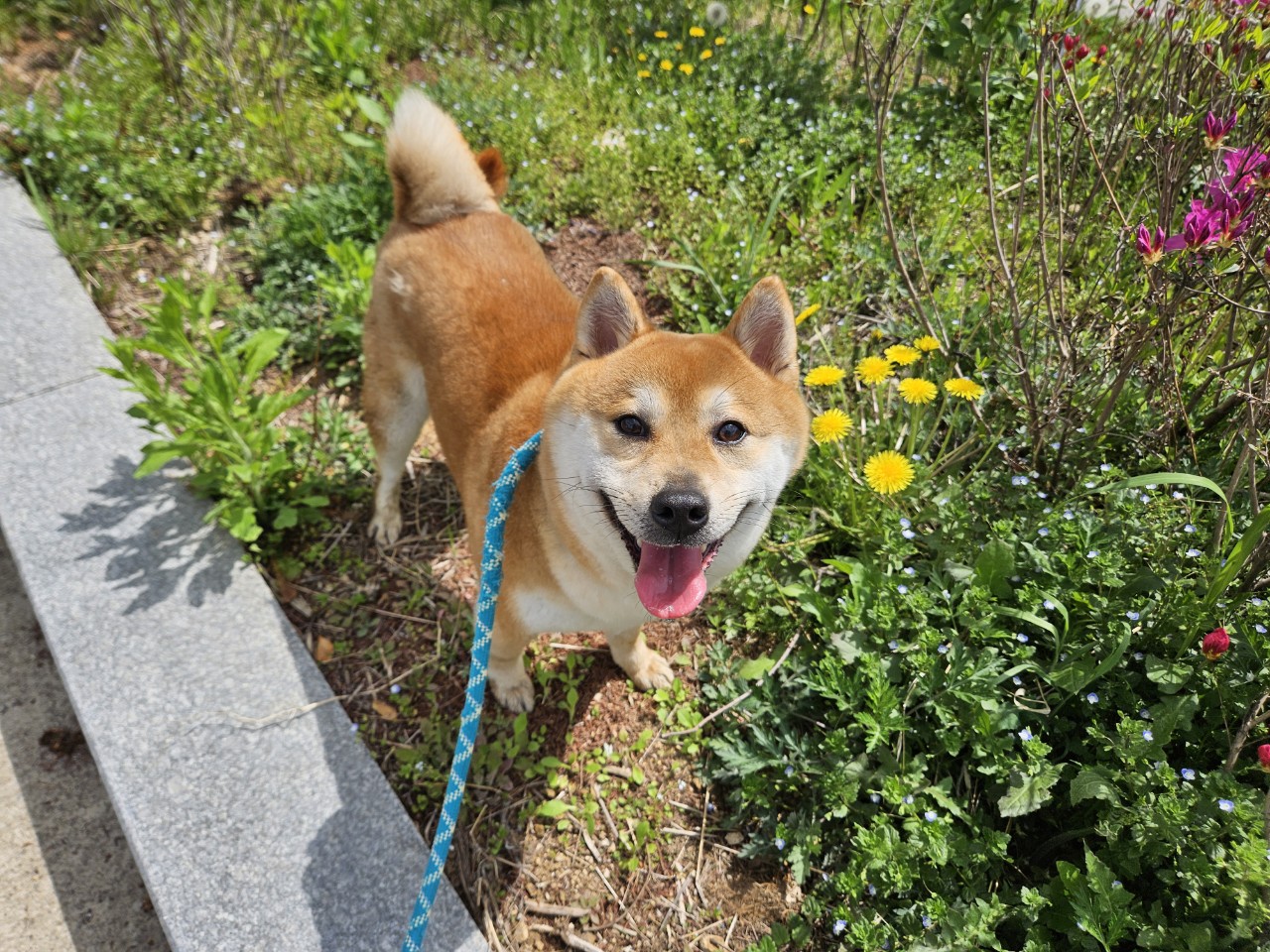아산동물복지지원센터_444452202501052