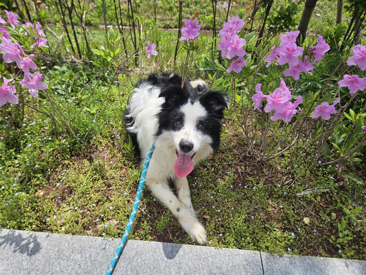 아산동물복지지원센터_444452202501036
