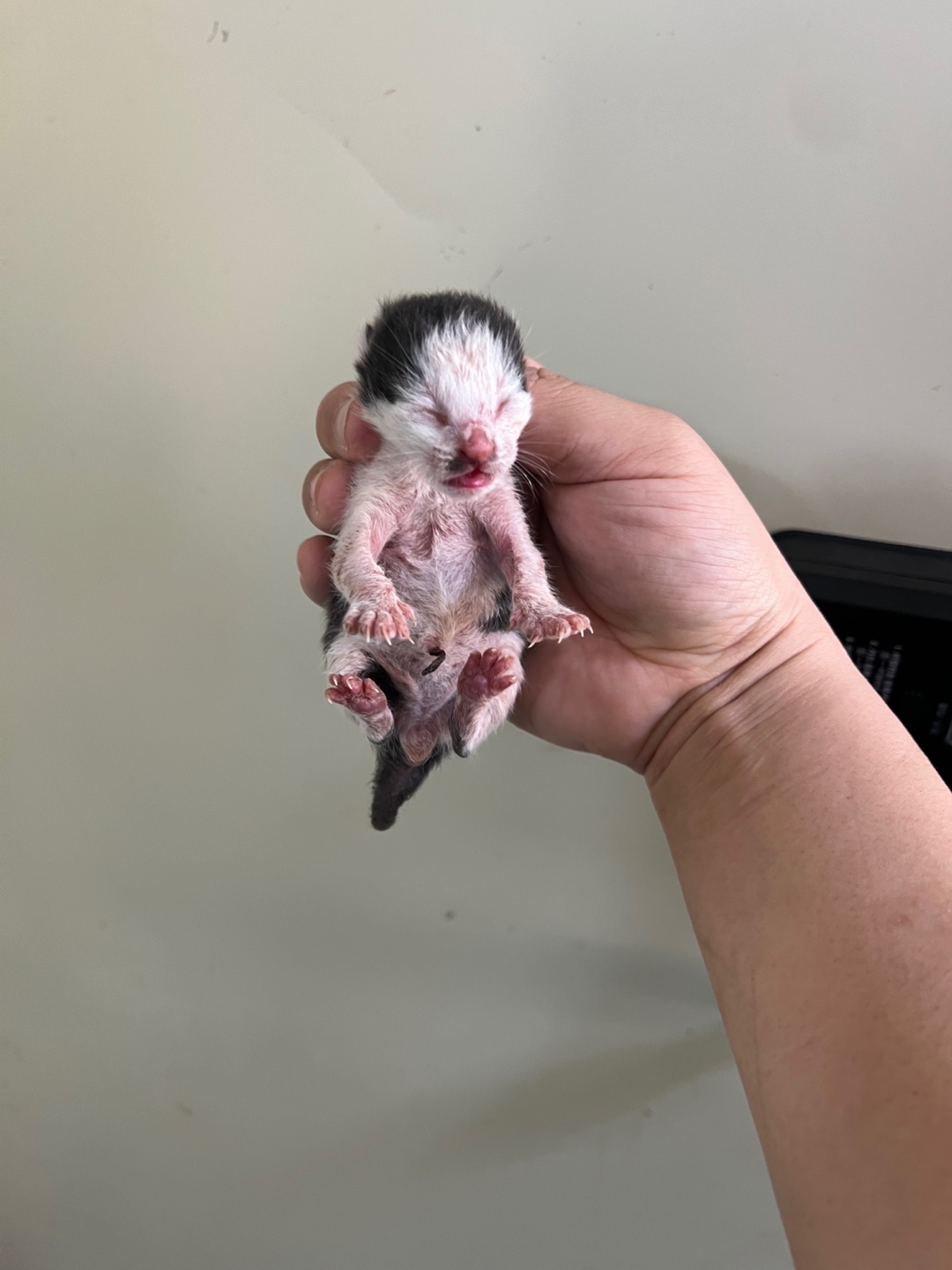 보호중 한국 고양이…