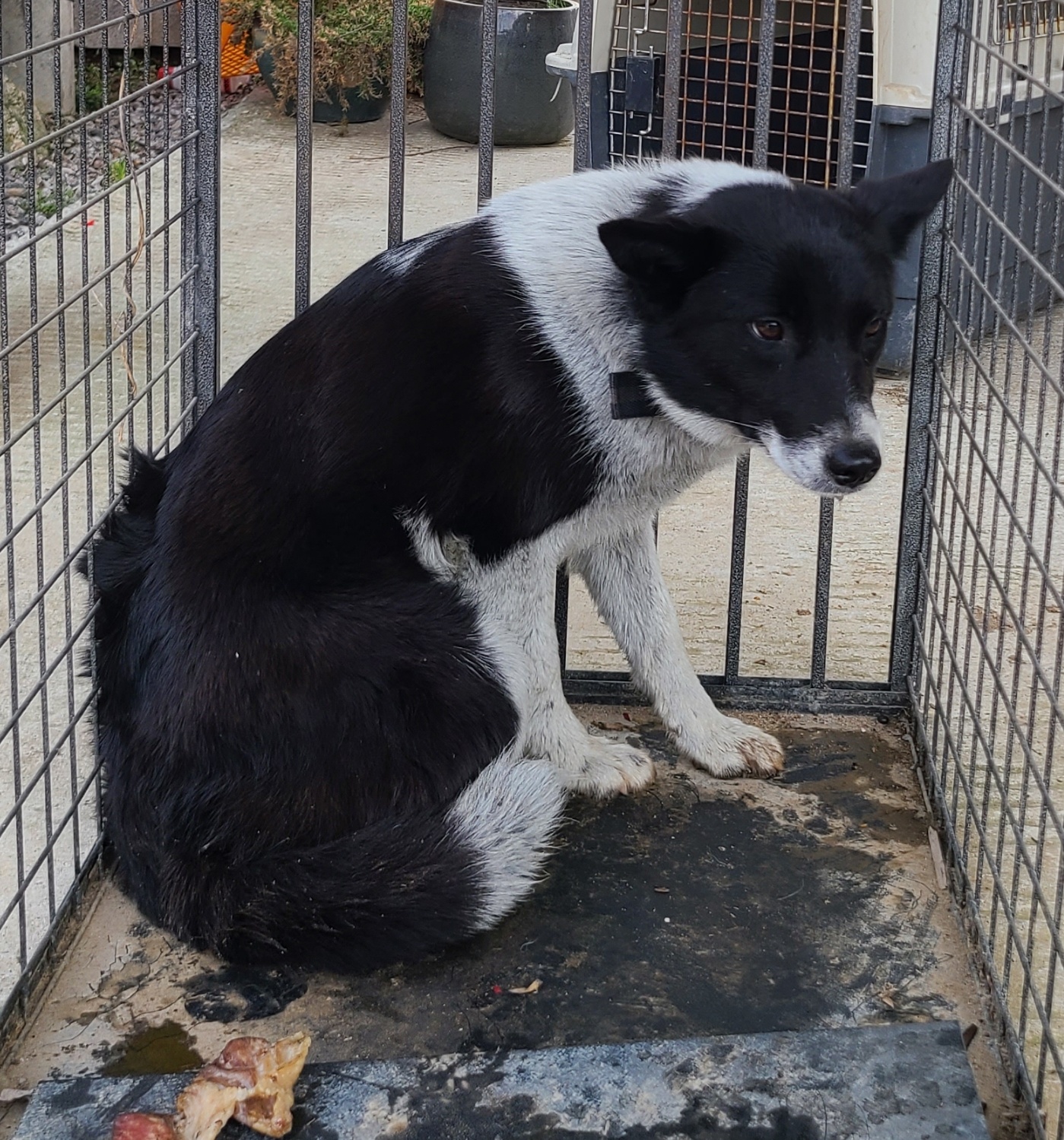 곡성군동물보호소_446486202500054