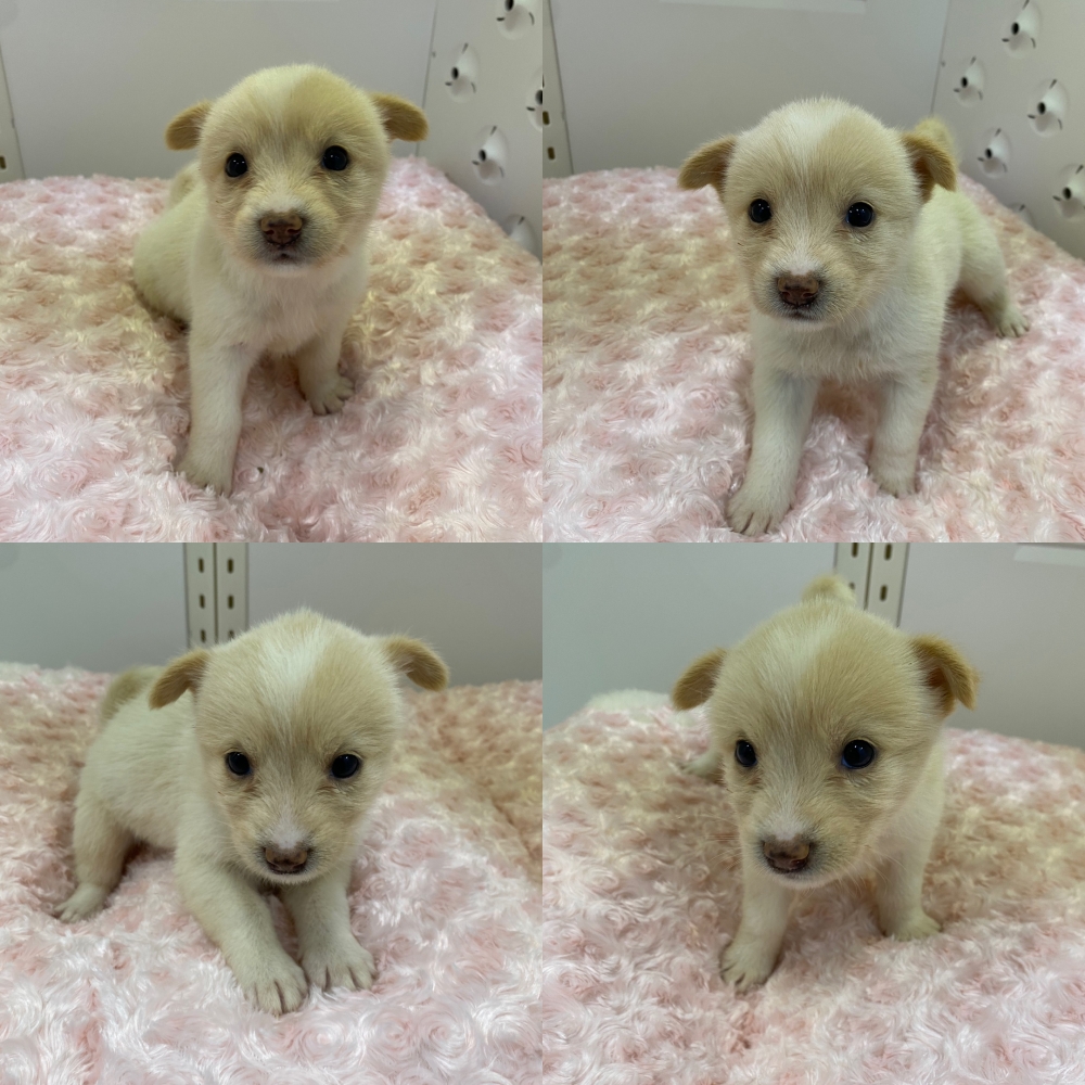 구미시 동물보호센터_447508202500671