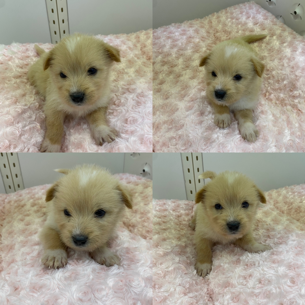 구미시 동물보호센터_447508202500670