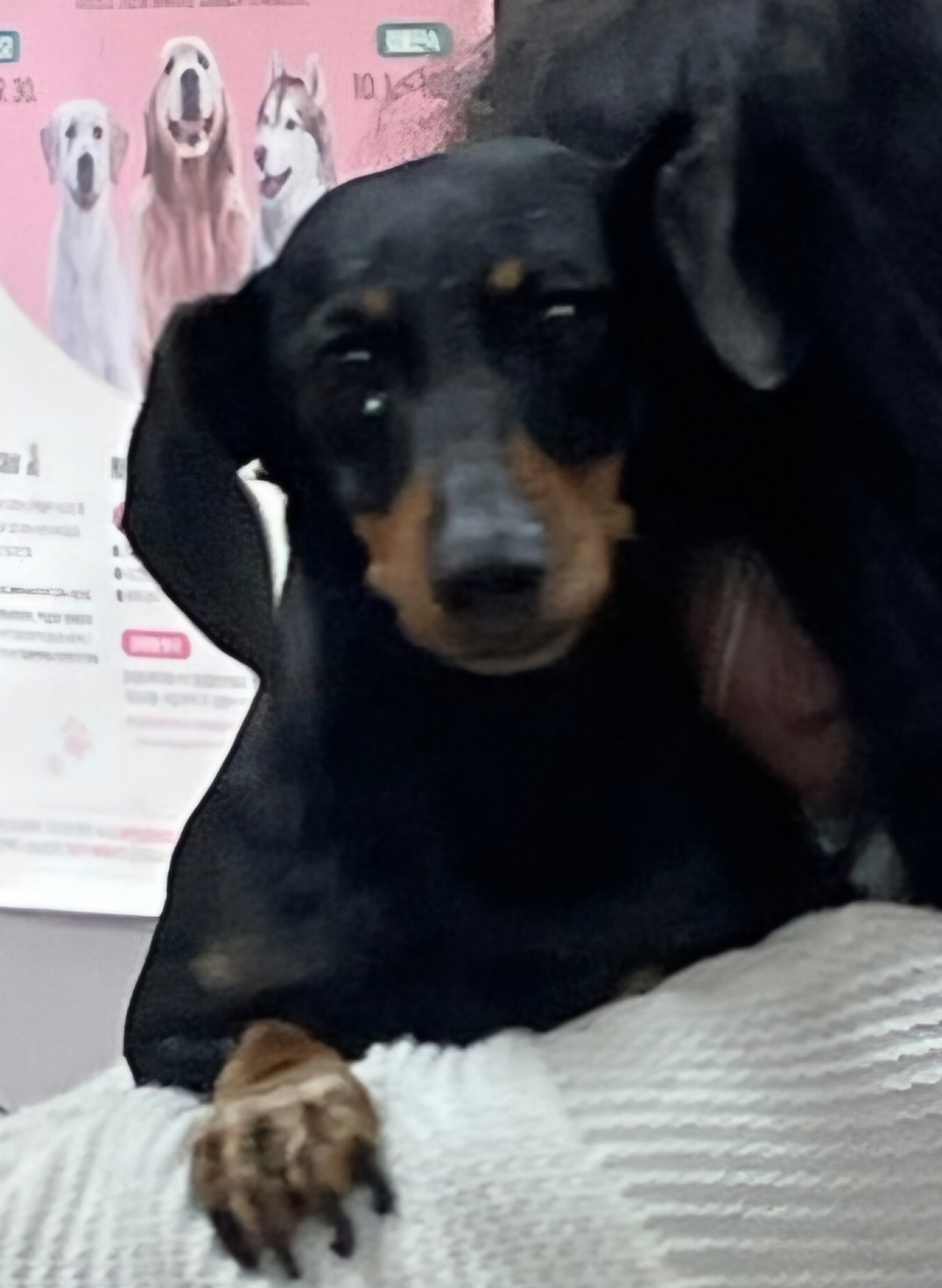 울산유기동물보호센터_431371202500195