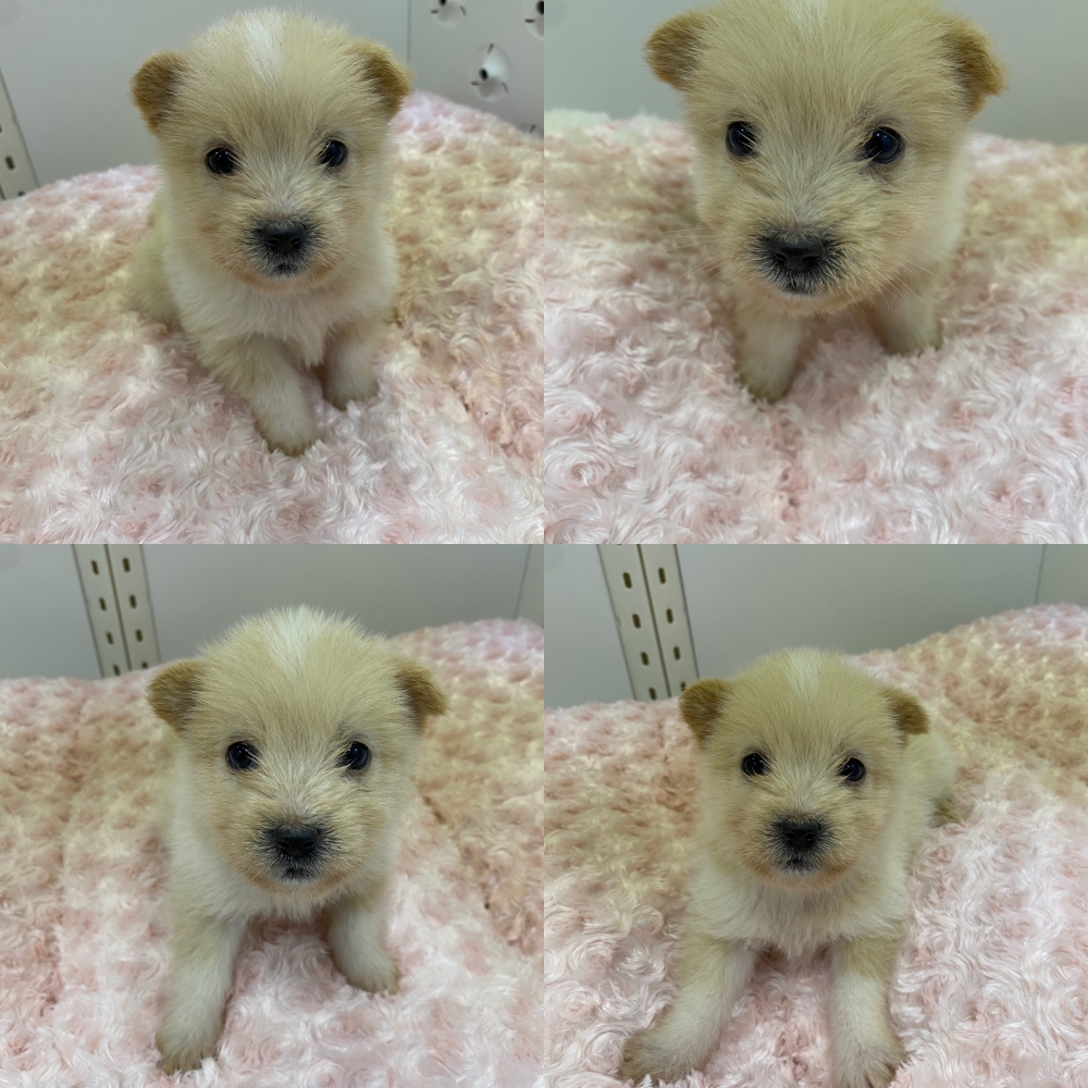 구미시 동물보호센터_447508202500667