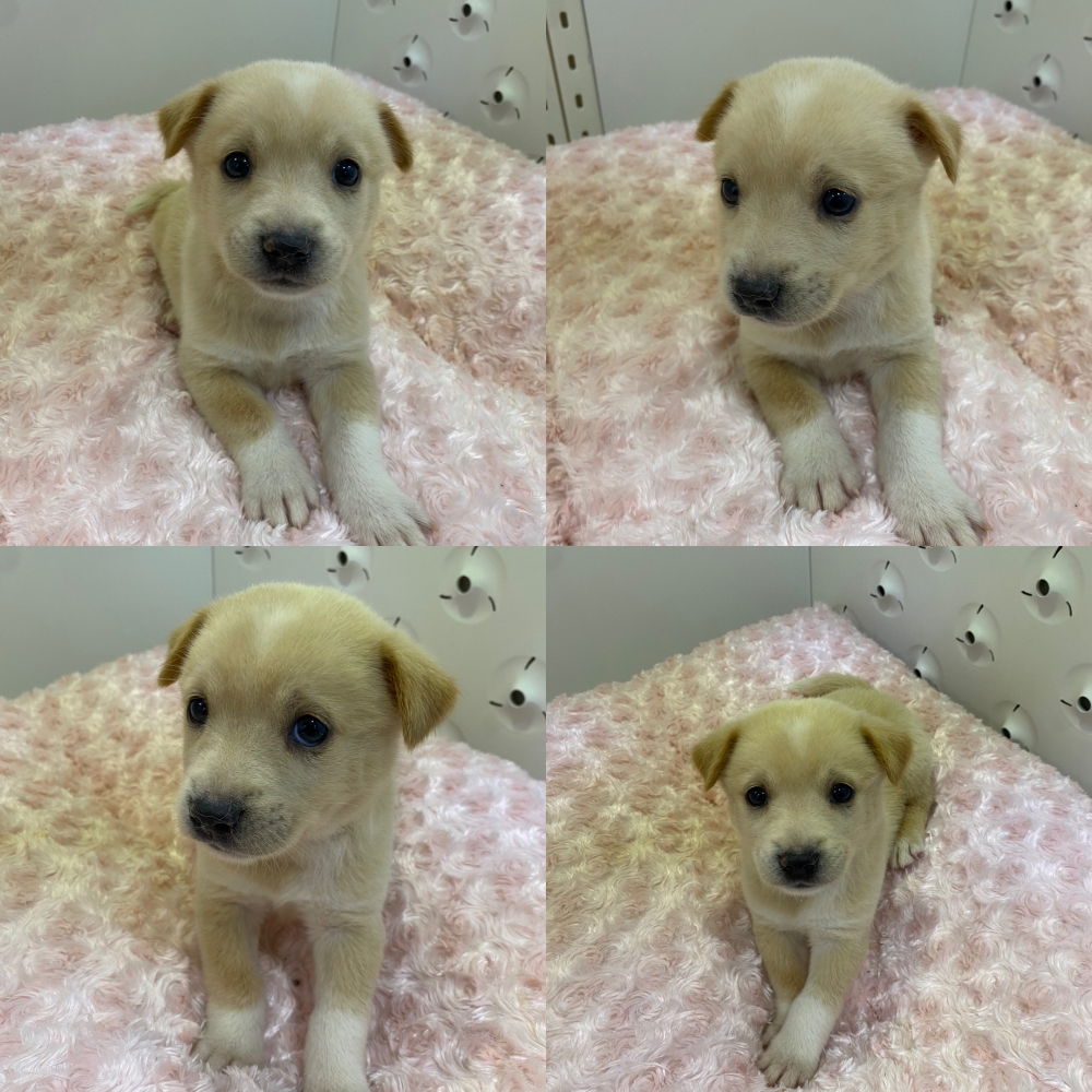 구미시 동물보호센터_447508202500669