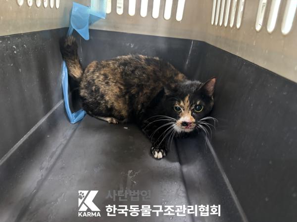 한국동물구조관리협회_411316202500222