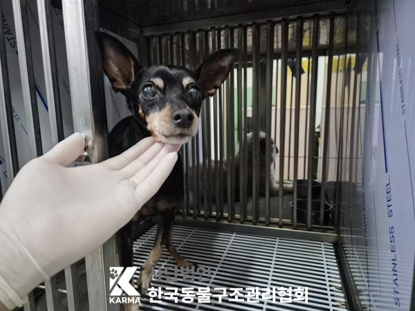 한국동물구조관리협회_441409202500583