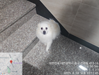대전동물보호센터_430365202500106