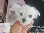 대전동물보호센터_430365202500105