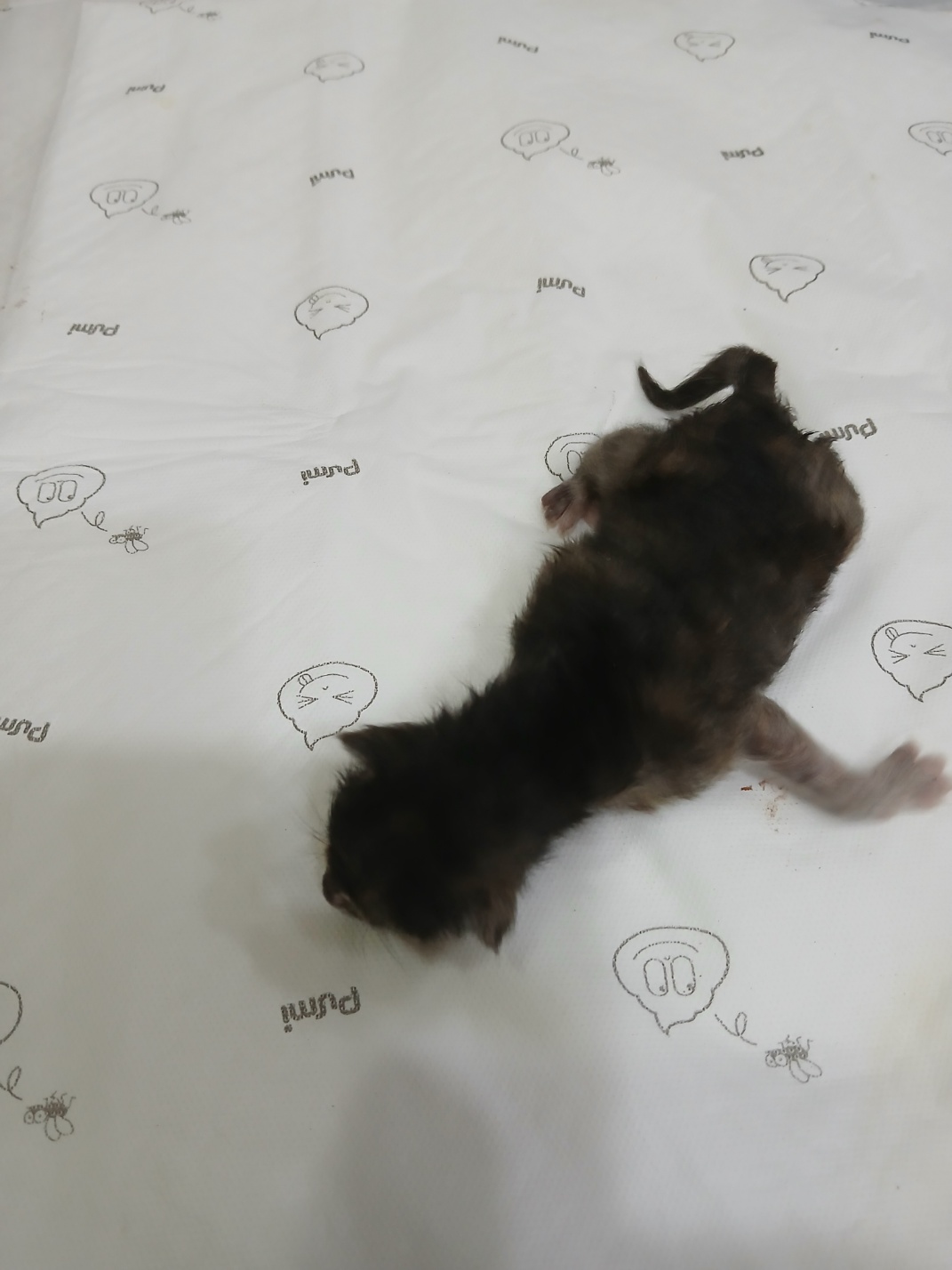 금왕동물병원_443447202500421