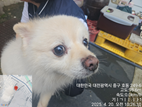 대전동물보호센터_430365202500107