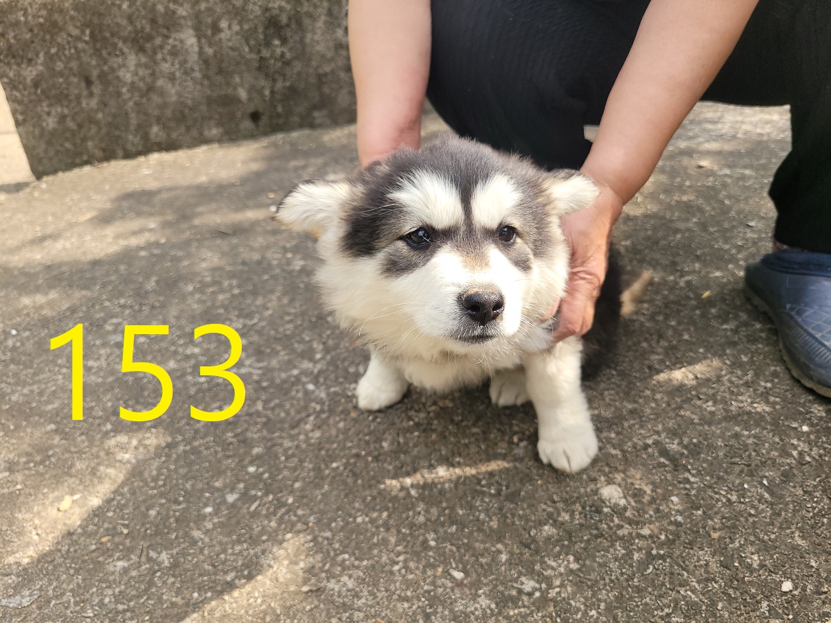 신영재동물병원_428355202500180