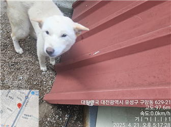 대전동물보호센터_430367202500284