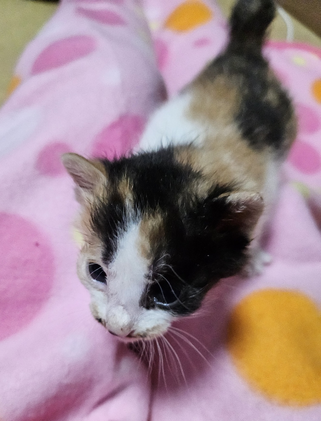 울산유기동물보호센터_431372202500201