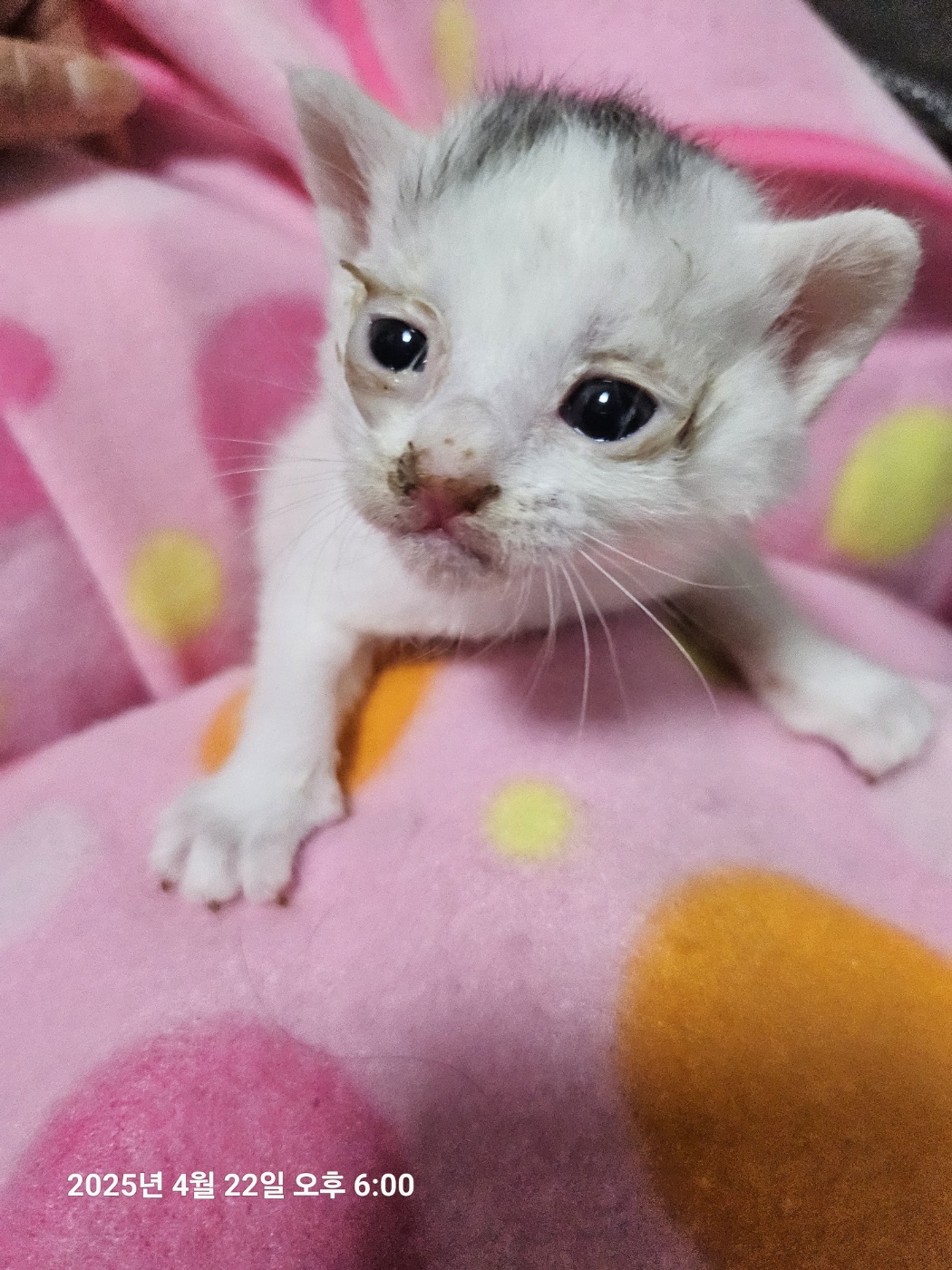 울산유기동물보호센터_431372202500202