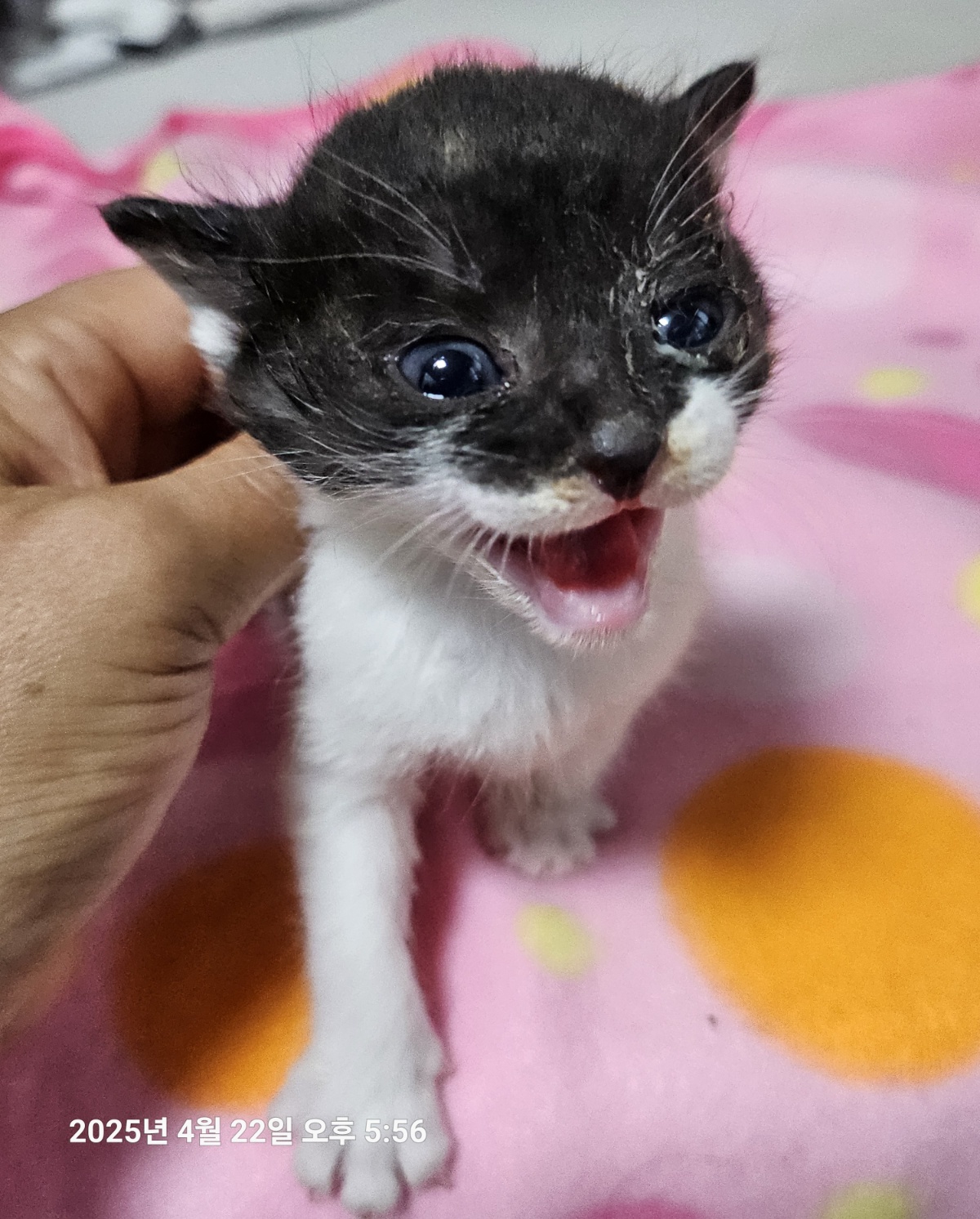울산유기동물보호센터_431372202500199