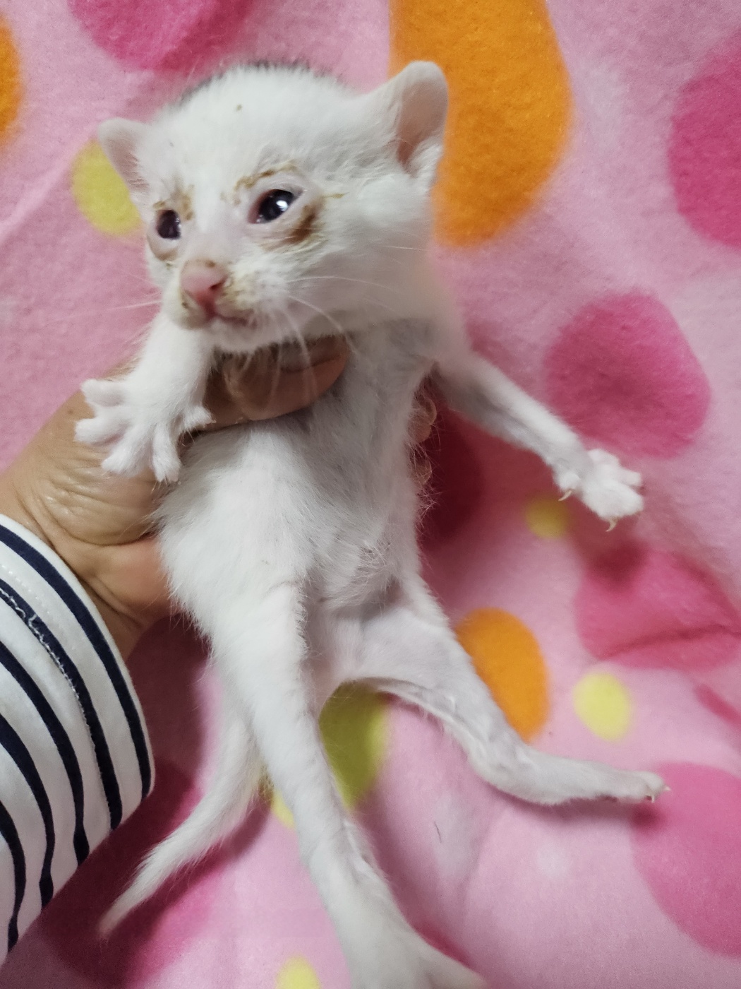 종료(입양) 한국 …