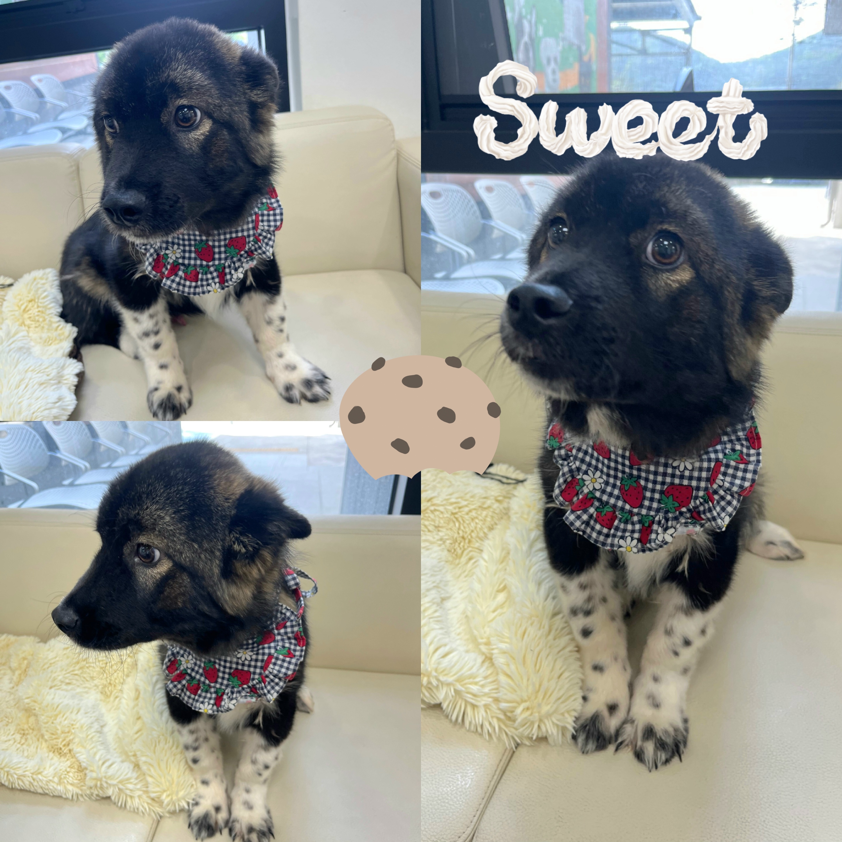 경주동물사랑보호센터_447505202500289