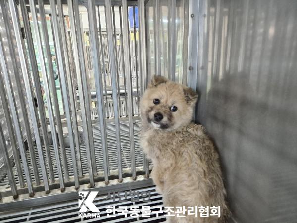 한국동물구조관리협회_441409202500588