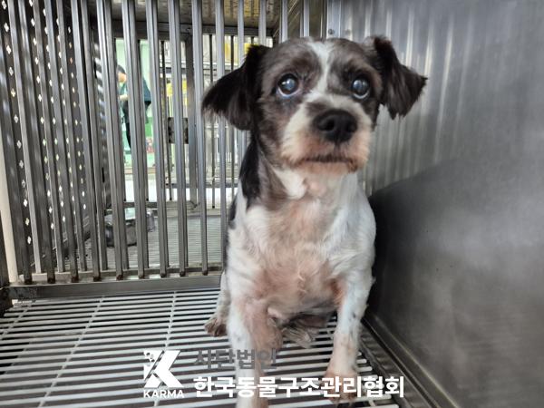 한국동물구조관리협회_441409202500589