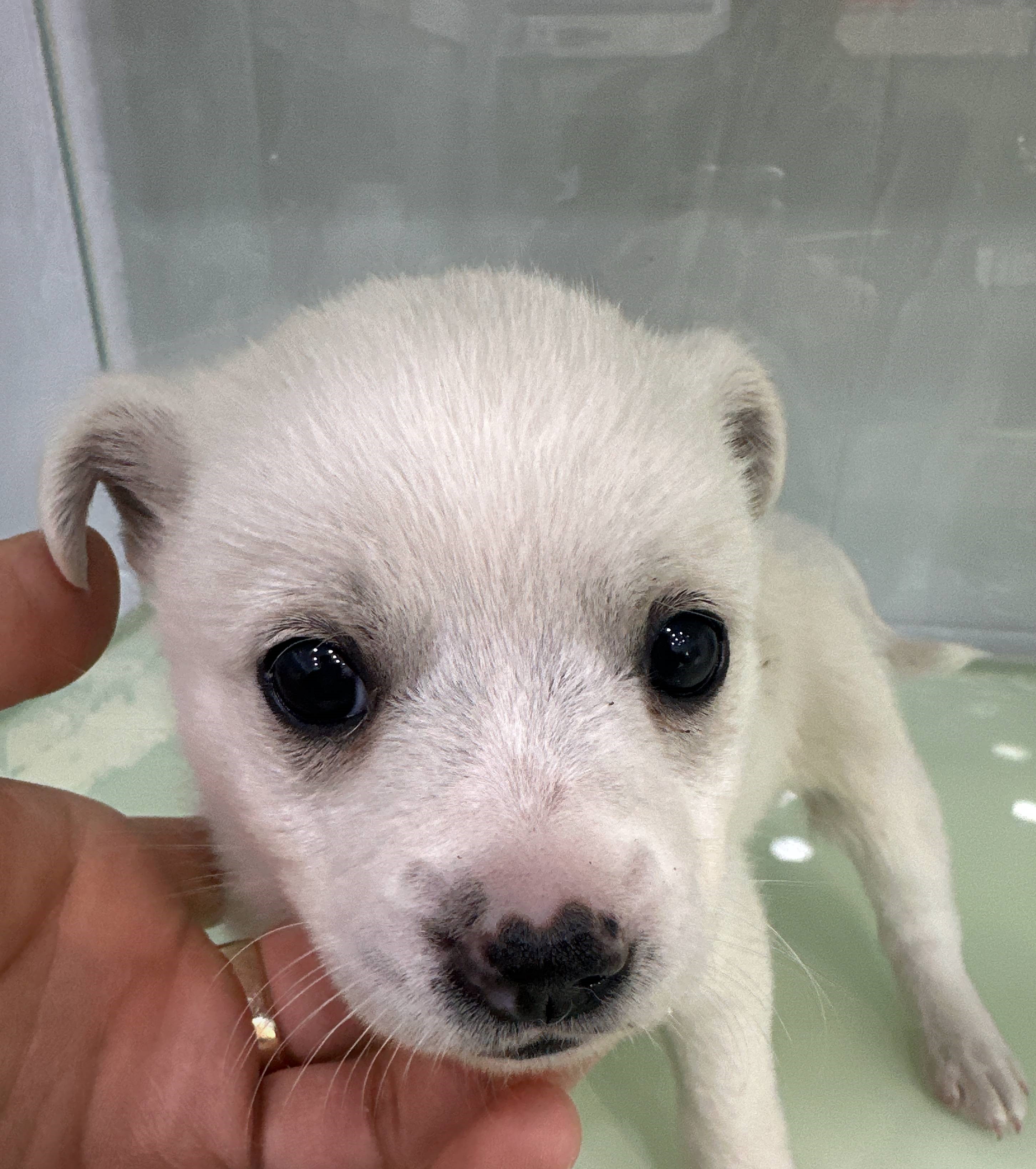 군산유기동물보호센터_445467202500644