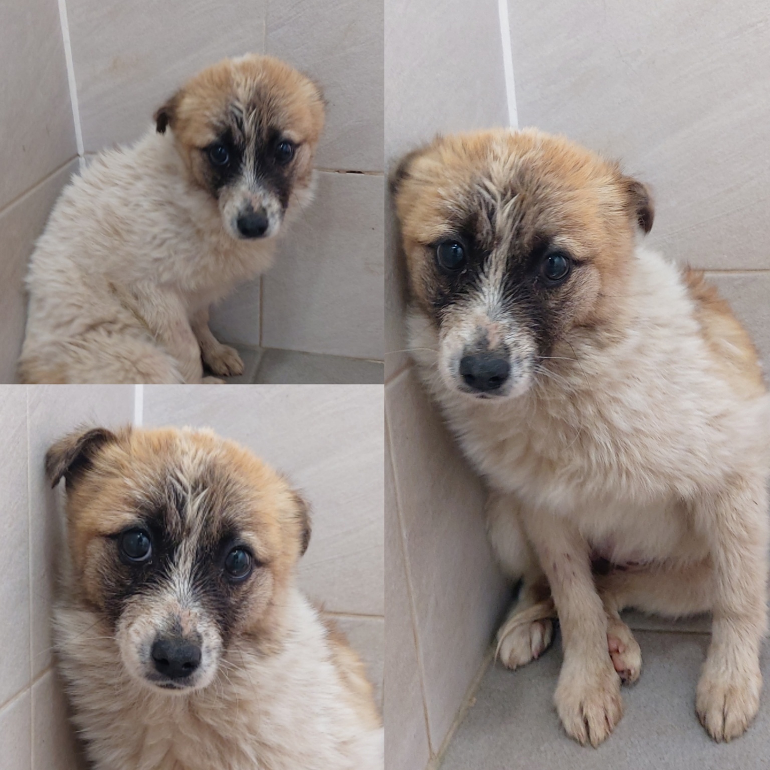 경주동물사랑보호센터_447505202500357