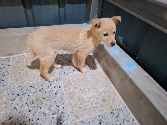 고흥군임시보호센터_446488202500140