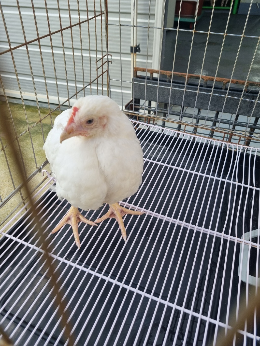 부안군 동물보호센터_445479202500661