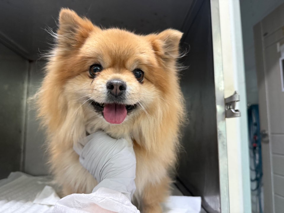 광주동물보호센터_429362202500169