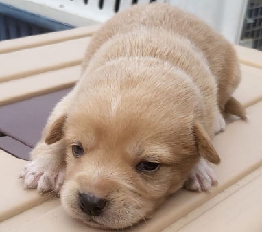 의령군 동물보호센터_448539202500097
