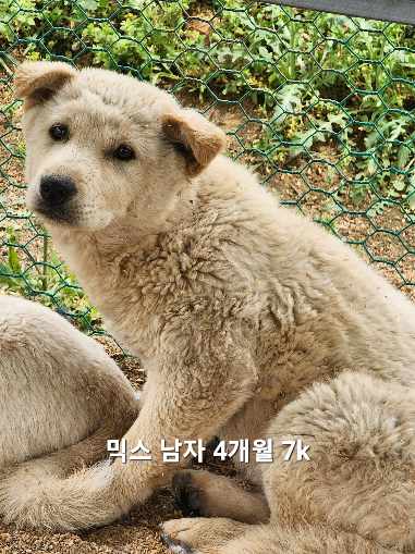 옥천동물병원_443443202500381