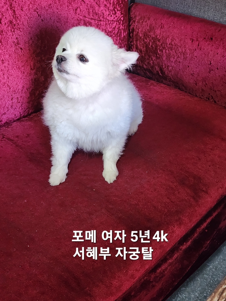 옥천동물병원_443443202500383
