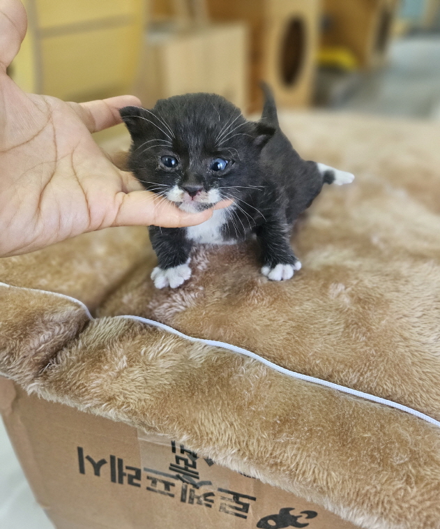 익산유기동물보호소_445468202501060