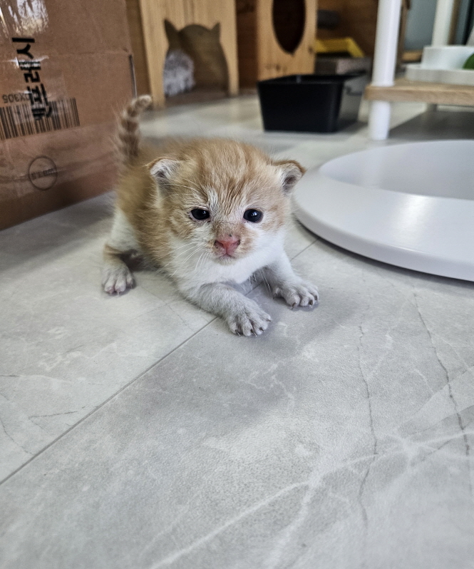 보호중 한국 고양이…