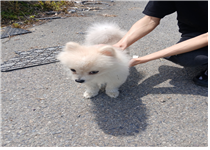 (사)동물보호관리협회_448535202500815