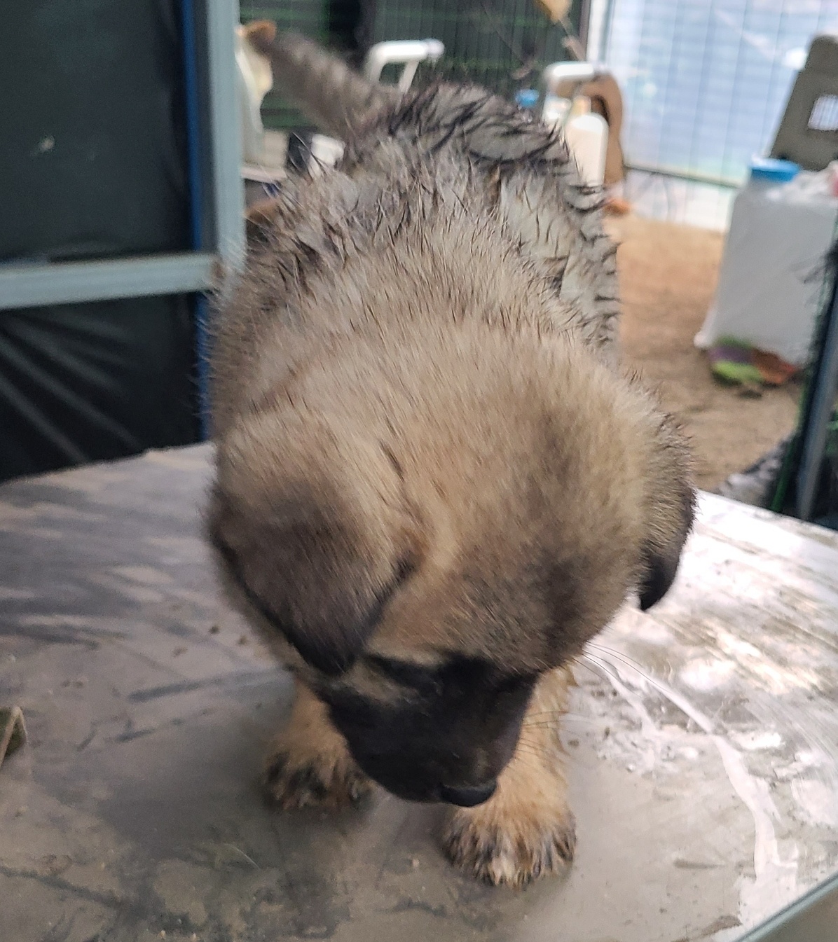 곡성군동물보호소_446486202500057